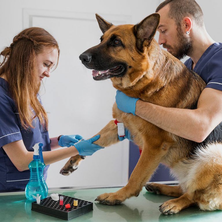 Laboratorio Veterinario | Animals Health Center